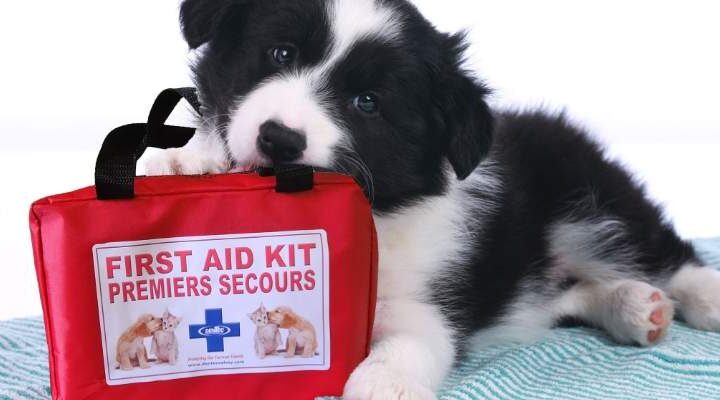 Pet First Aid: Emergency Care for Your Furry Friend