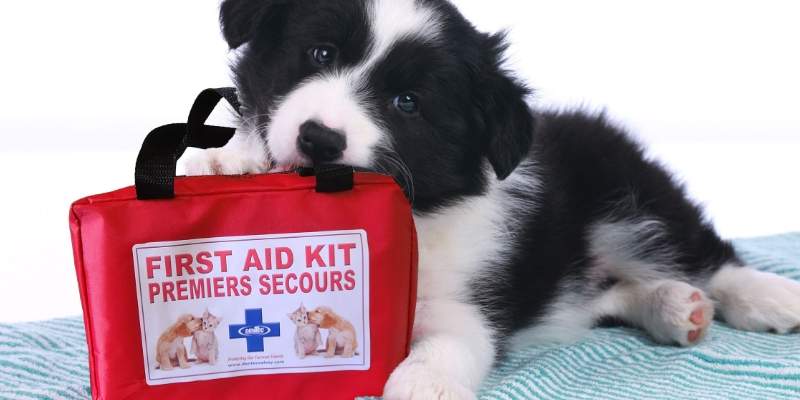 Pet First Aid: Emergency Care for Your Furry Friend