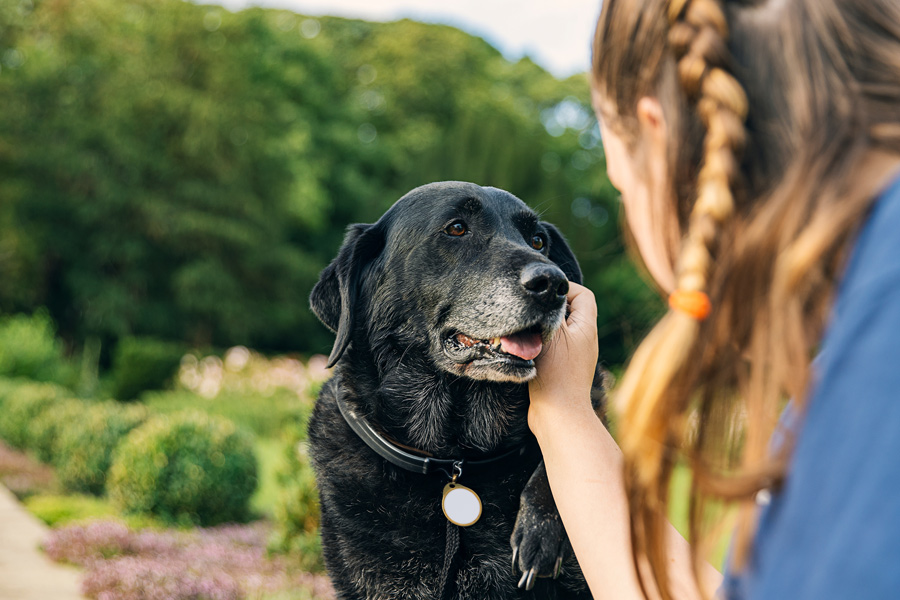 Senior Pet Care Tips: How to Keep Older Pets Happy and Healthy in Woodbridge